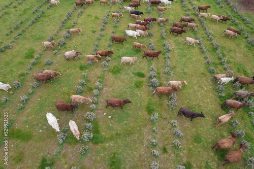 Looking down on a herd of cows in the countryside.