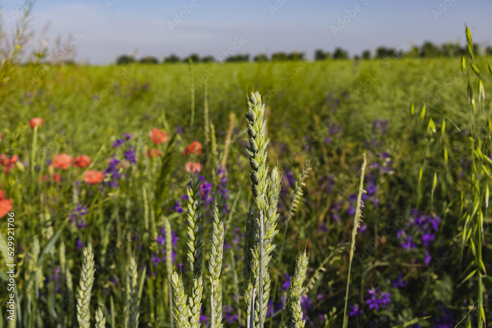 Wild poppies Papaver rhoeas and Forking larkspur Consolida regalis blooming in summer field in sunny day - selective focus Wild poppies Papaver rhoeas and Forking larkspur Consolida regalis blooming in summer field in sunny day - selective focus