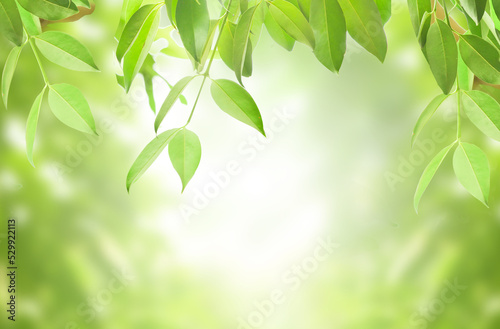  View of green leaf on blurred greenery background in garden and sunlight with copy space using as background.