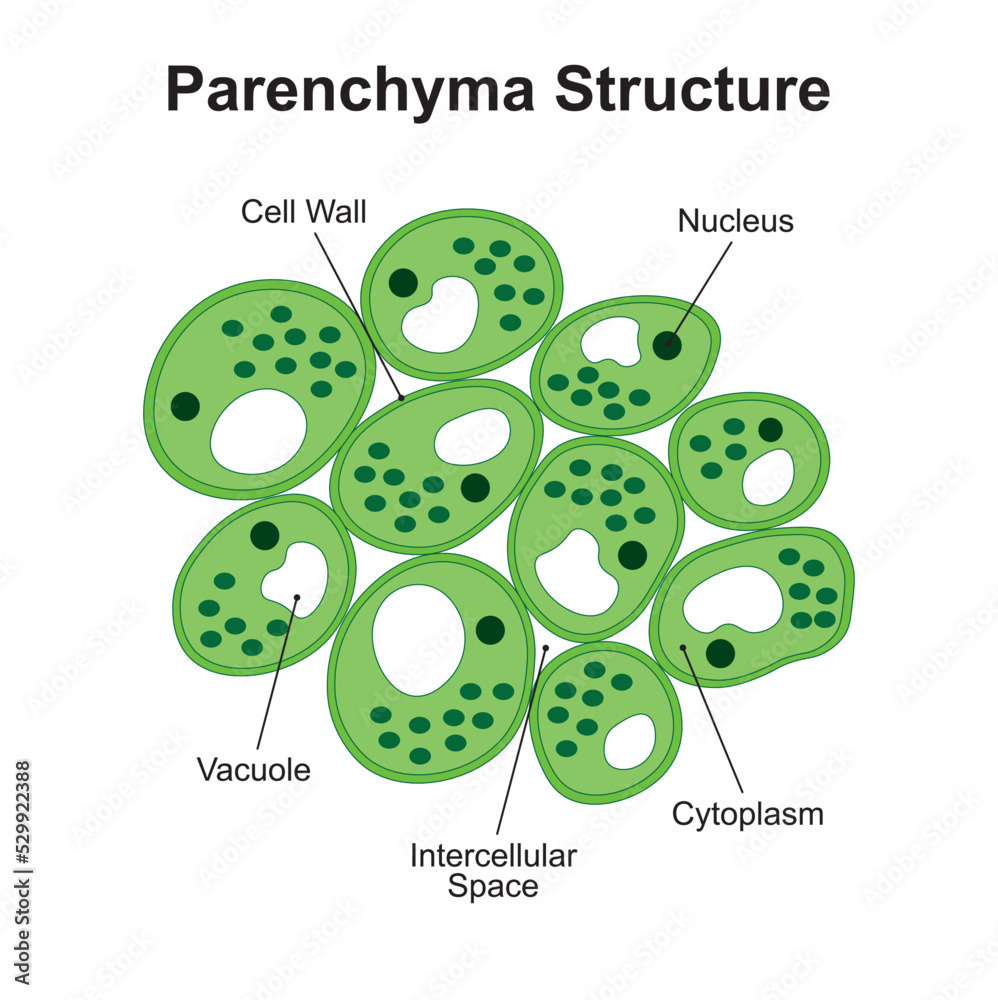 Scientific Designing of Parenchyma Structure. The Simple Permanent