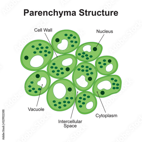 Scientific Designing of Parenchyma Structure. The Simple Permanent Tissue. Colorful Symbols. Vector Illustration. photo