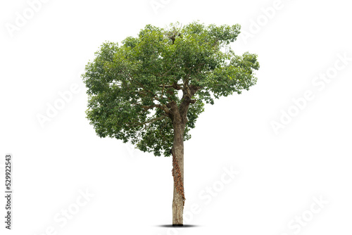 Isolated green tree on white background  Trees isolated on white background  tropical trees isolated used for design  advertising and architecture.