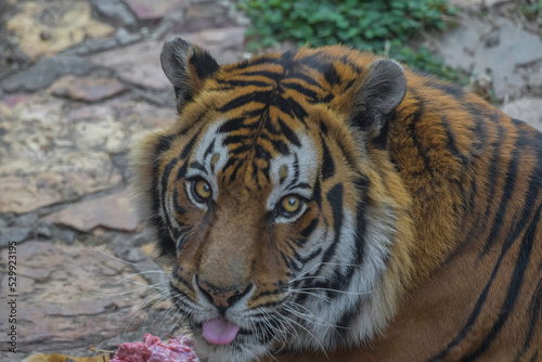 Portrait of an endangered and captive bengal tiger in a zoo
