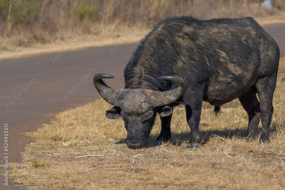 Obraz premium African Buffalo bull portrait with big horns