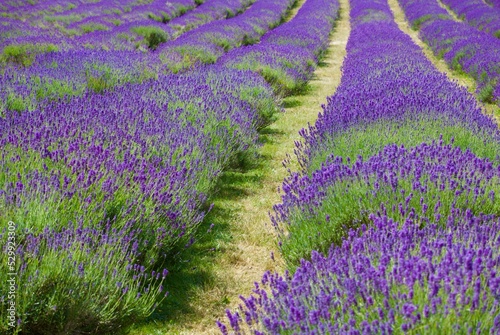 Beautiful scene of rows of lavender flowers at Mayfield Lavender Farm London photo