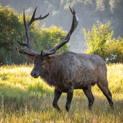 Fotografie Bull Rocky Mountain elk (cervus canadensis) walking back to harem after wallowin