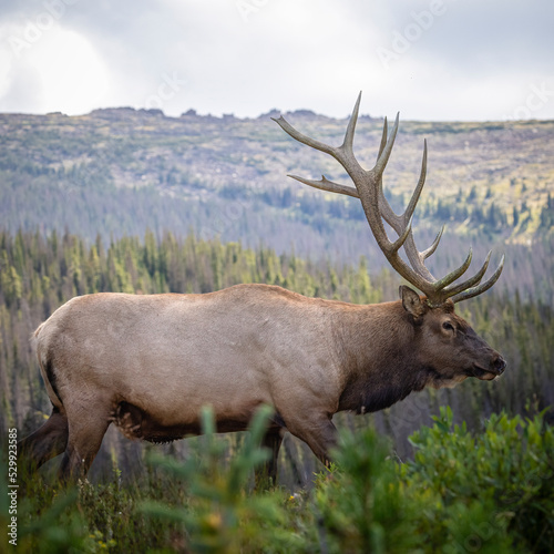 Bull Rocky mountain elk  cervus canadensis  walking in search of herd for fall rut  Rocky Mountain National Park  Colorado