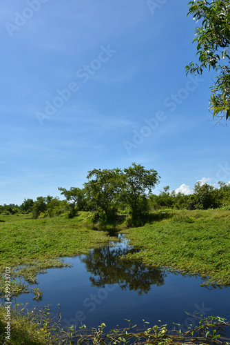 Green landscape scene with trees and blue skies and water.