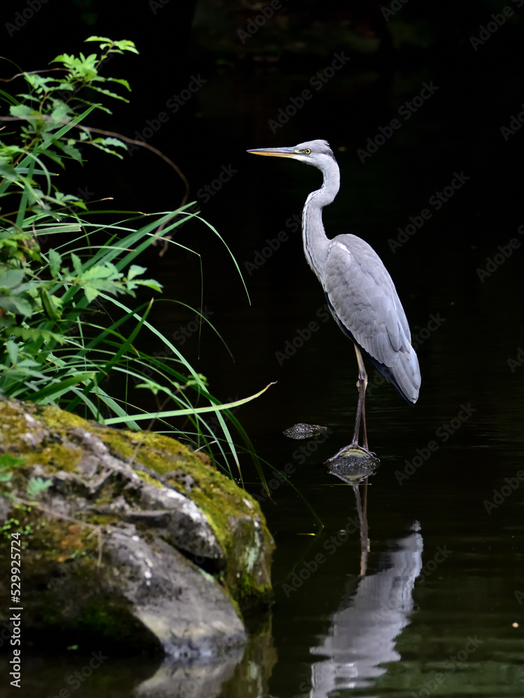 Fototapeta premium A great blueheron in the pond