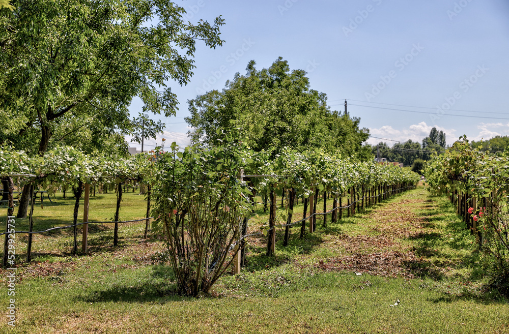 Gardens of a Balsamic Vinegar factory in the Modena region of Italy

