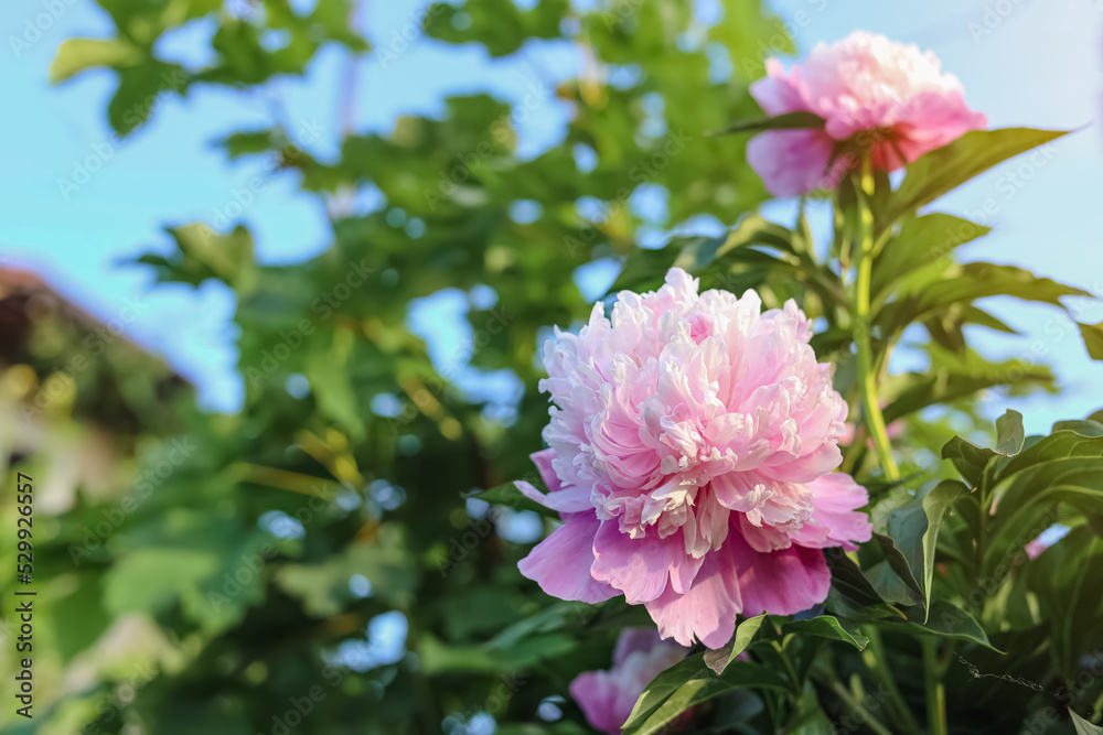 Blooming peony plant with beautiful pink flowers outdoors, closeup. Space for text Blooming peony plant with beautiful pink flowers outdoors, closeup. Space for text