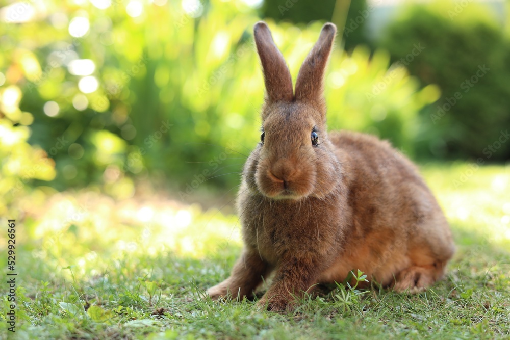 Cute fluffy rabbit on green grass outdoors. Space for text Cute fluffy rabbit on green grass outdoors. Space for text