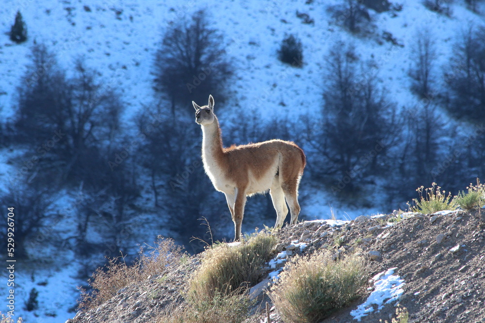 Fototapeta premium Wild guanaco staring at nowere over a snow mountain
