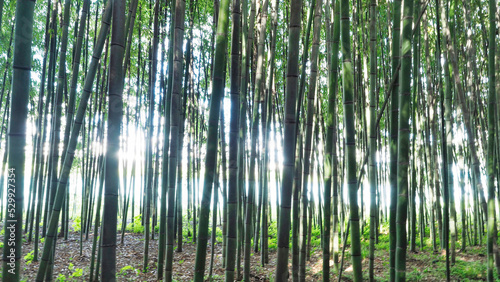 Bamboo forest background with sunlight,ecology and environment concept 
