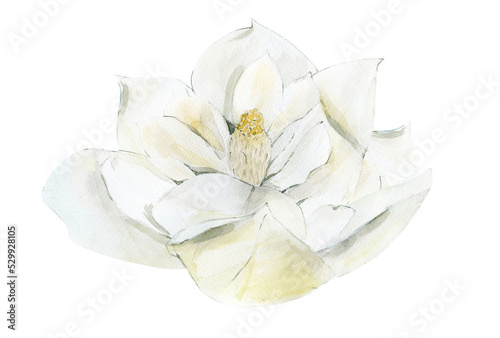 Water color Magnolia Flower illustration isolated on white background. 