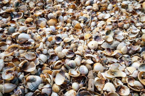 Shell Beach, Camargue, South France
