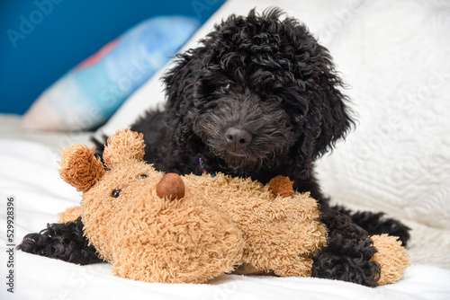 black poodle puppy with toy on bed photo