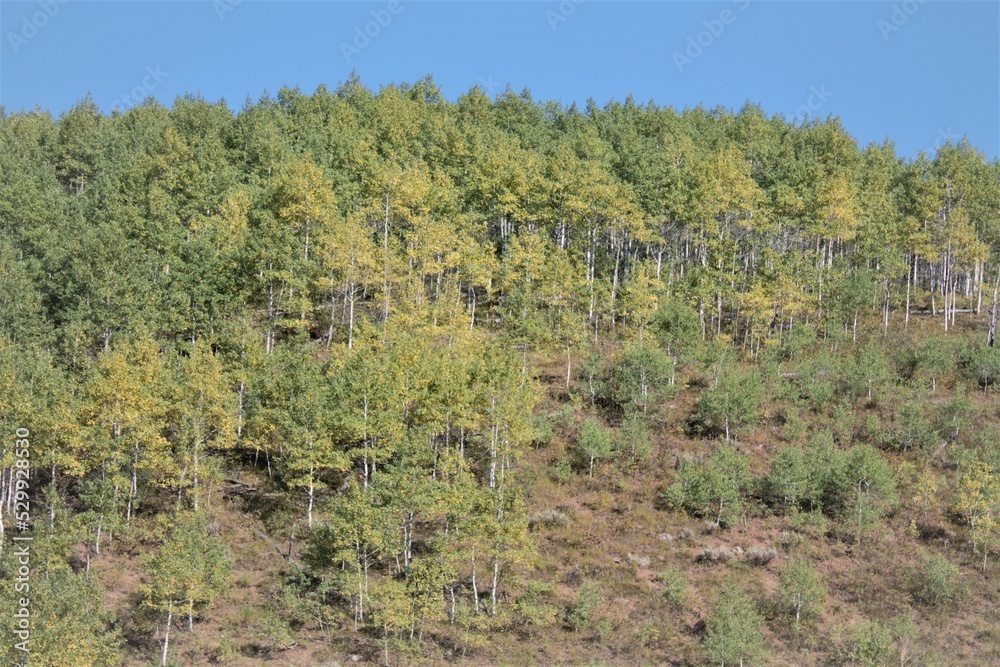 aspen trees starting to change color in the rocky mountains aspen trees starting to change color in the rocky mountains
