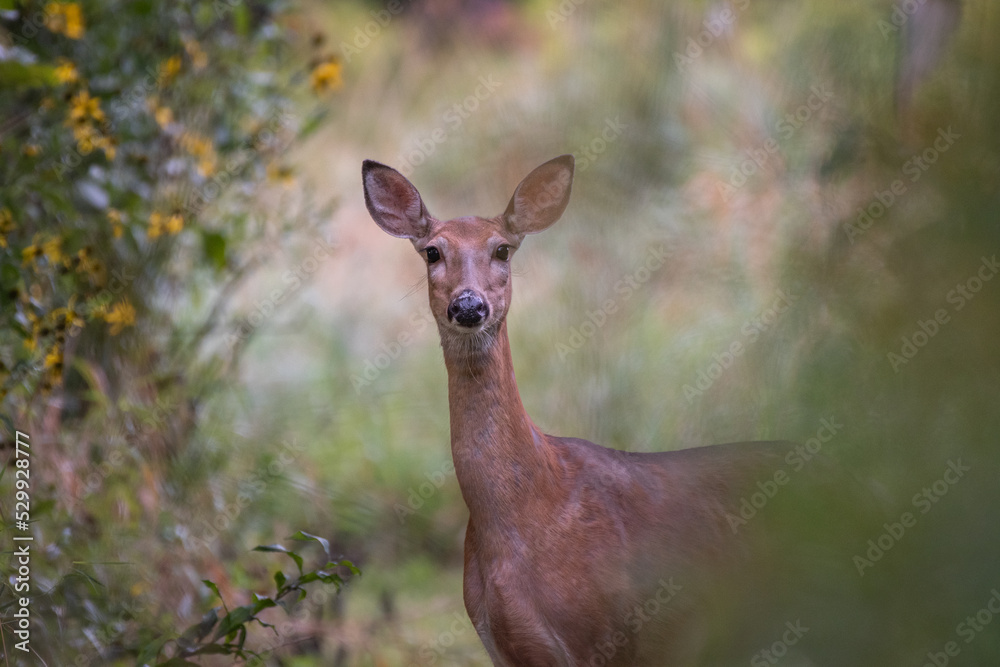 An alert white-tailed doe standing in the woods. 