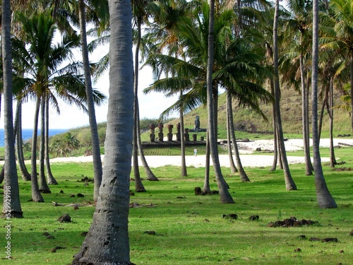 Bosque Palmeras Playa Anakena 