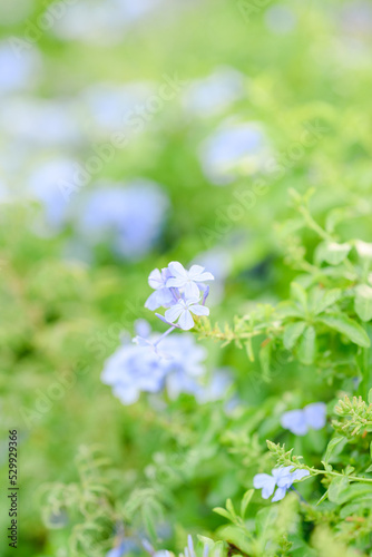 Blue flowers on green background