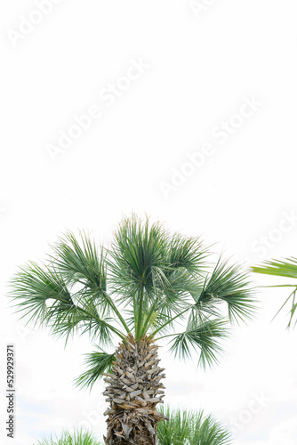 Palm trees against skyline © MR Photo10