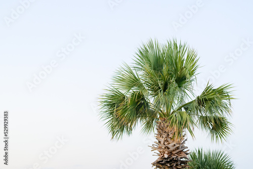 Palm trees against skyline