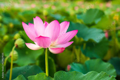 Lotus flower on the water © zhengzaishanchu