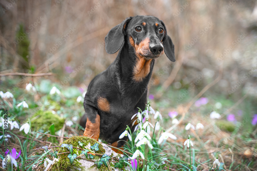 Portrait of adult dog in forest on lawn of white snowdrops, purple crocuses. Dachshund curiously looks out from meadow of flowers. Walk through spring flowering forest with pet. Hiking. 