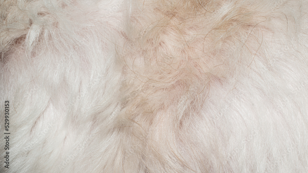 beige fur texture close-up beautiful fur background beige fur texture close-up beautiful fur background