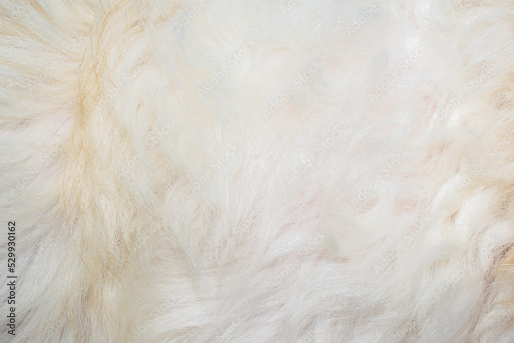 white fur texture close-up beautiful abstract pattern fur background white fur texture close-up beautiful abstract pattern fur background