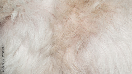 beige fur texture close-up beautiful fur background