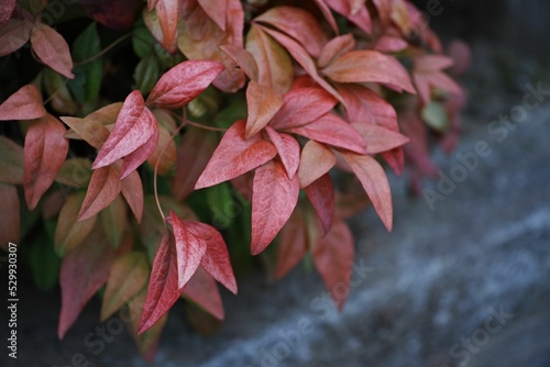 Closeup of beautiful bright Leucothoe plants in a garden photo