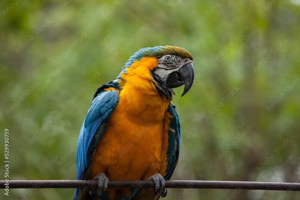 Fototapeta premium GUACAMAYOS azules rojos y amarillos en naturaleza