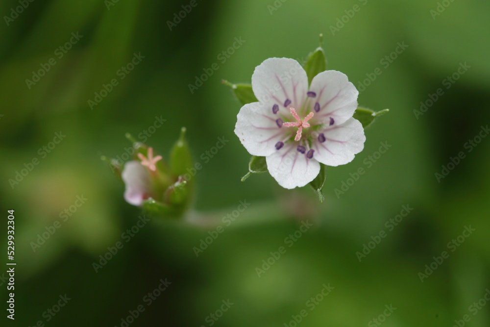 Fototapeta premium ゲンノショウコの花のアップ