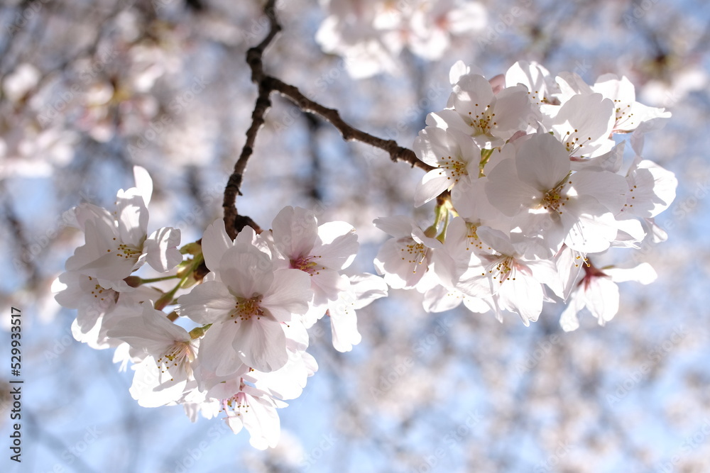 Obraz premium 桜と青空＿アップ，ボケ，ツイン＿１