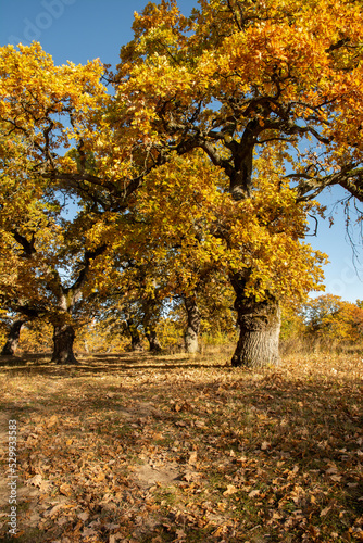 Autumn oak tree foliage. Yellow Quercus leaves in the fall. Gavurky. Slovakia.