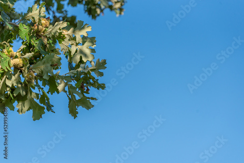 Fall oak tree leaves and acorns against blue sky
