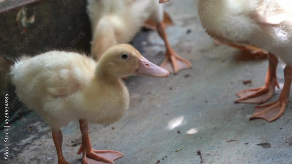 Cute little yellow fluffy duck chicks on the ground foraging for food, waddling and waggling its tails, handheld motion close up shot at Langkawi wildlife park, Malaysia.