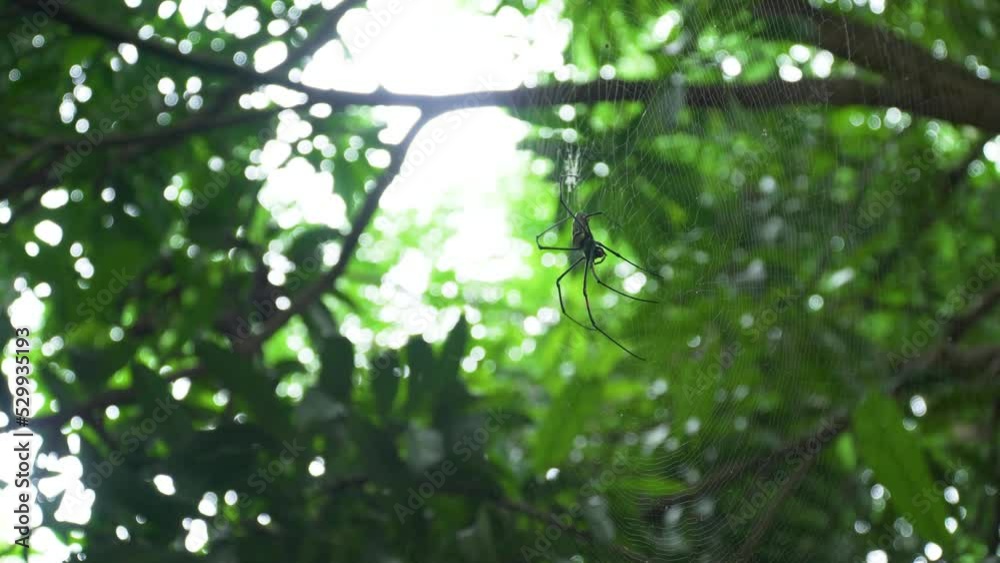 giant spider on its natural habitat giant spider on its natural habitat