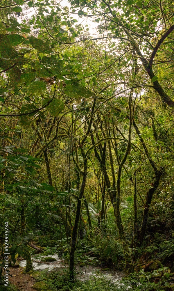 Beautiful cloud forest of central america in Costa Rica Beautiful cloud forest of central america in Costa Rica