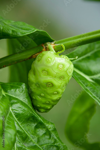 Noni which is about to be harvested