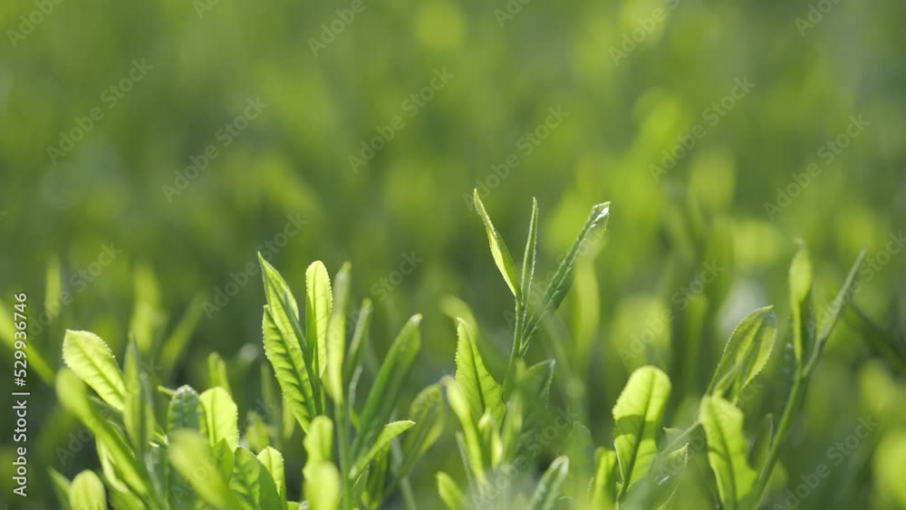 茶畑・茶葉