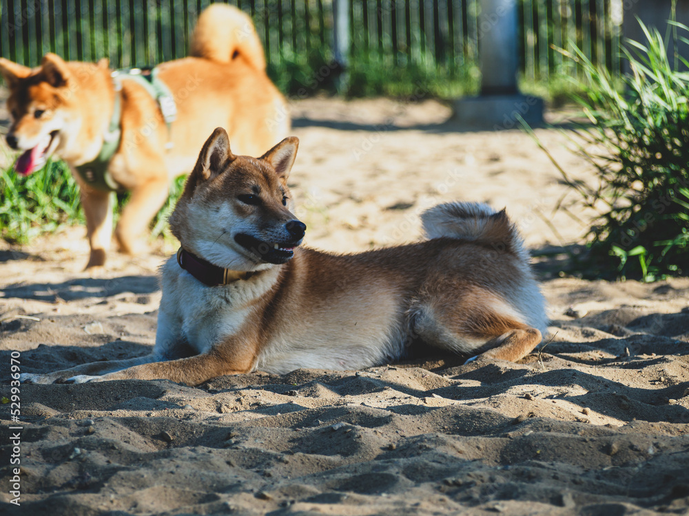 Shiba Inu plays on the dog playground in the park. Cute dog of shiba inu breed walking at nature in summer. walking outside. 