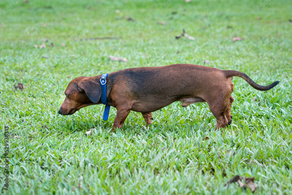 Brown Dachshund dog walking on the field. Side view. Brown Dachshund dog walking on the field. Side view.