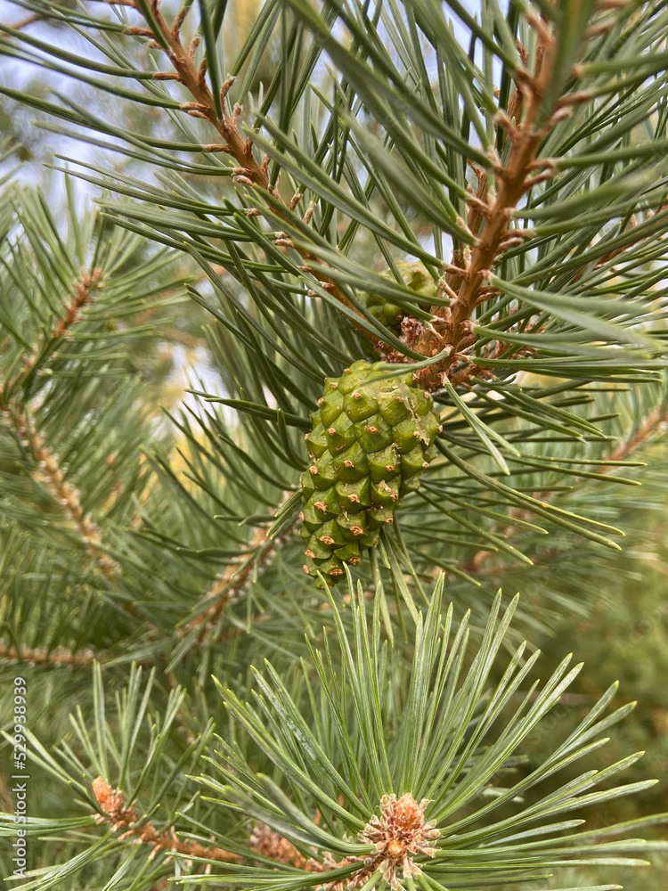 Pine Needle Texture Pine Needle Texture