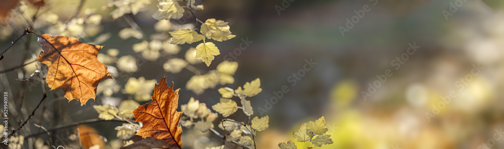 colorful autumn leaves on a tree branch on a blurred background. panoramic view.