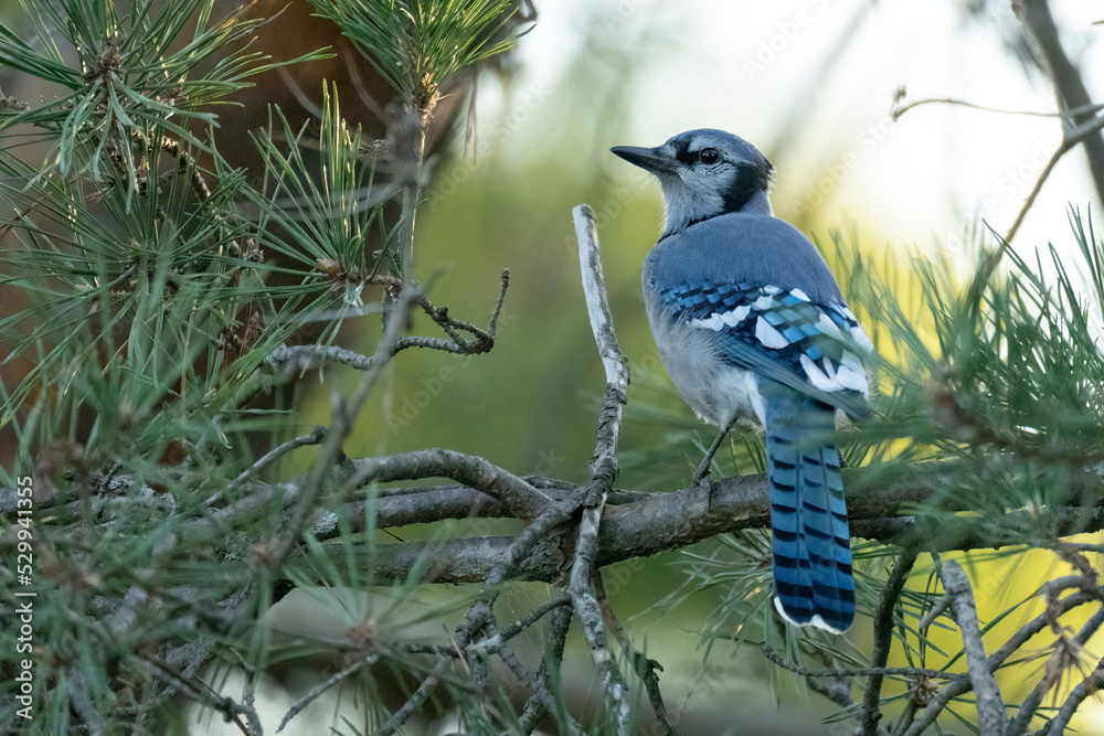 Blue Jay Blue Jay