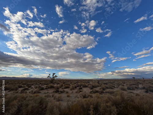 clouds flowing in different directions over a Joshua tree in the Mojave Desert © FroZone