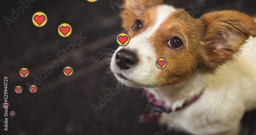 Composite image of multiple pink heart icons floating against close up of a dog